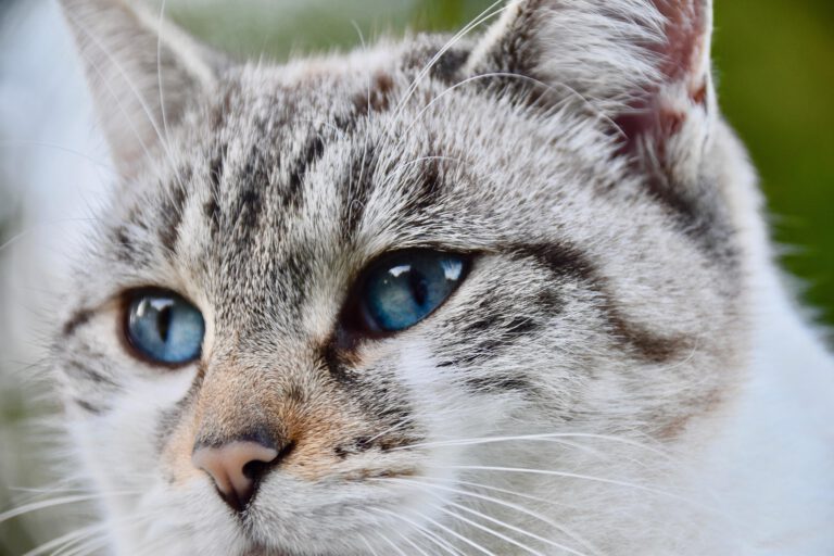 Gesicht einer Tigerkatze mit blauen Augen