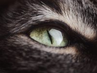 Das Auge einer Katze