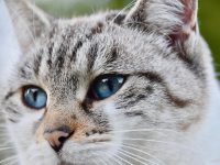 Gesicht einer Tigerkatze mit blauen Augen