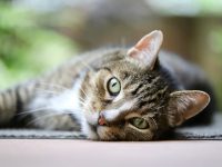 Katze liegt faul auf Terrasse