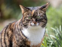 Katze sitzt im Gras