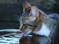 Katze trinkt Wasser