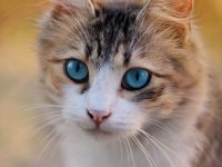 Katze mit blauen Augen